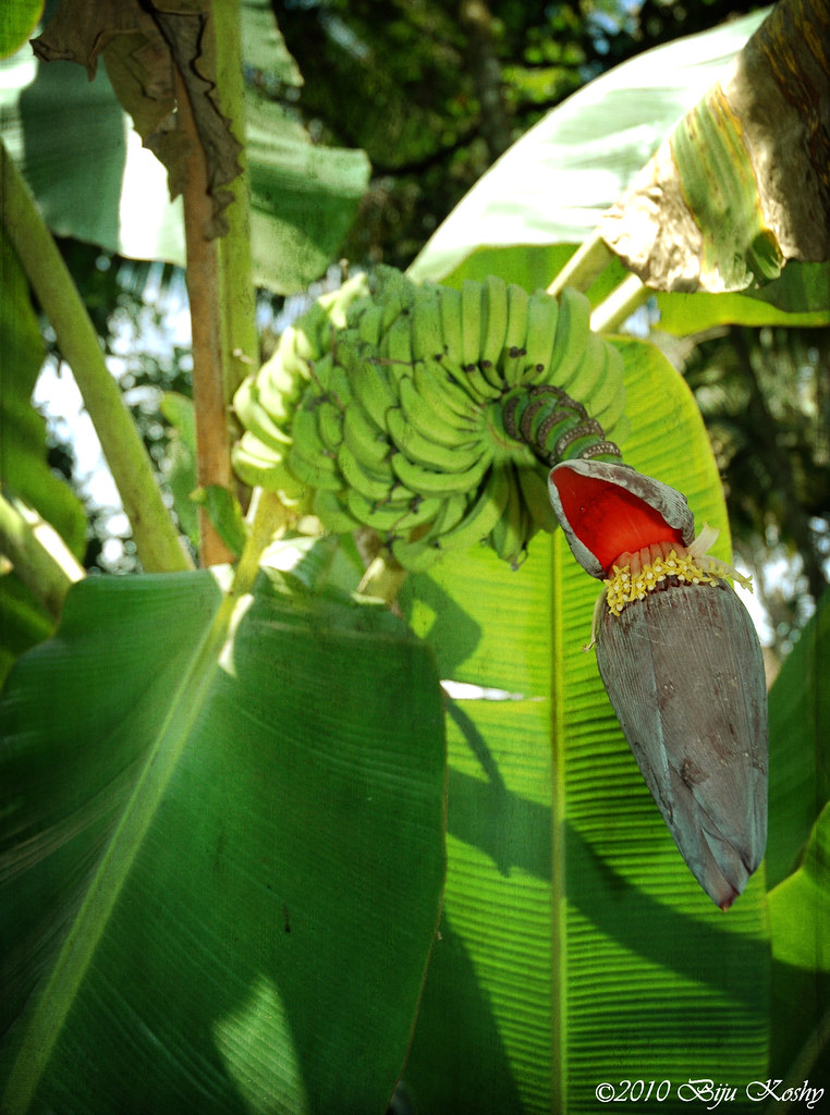 Banana Tree in Kerala (Vazhakola) "In addition to the frui… Flickr