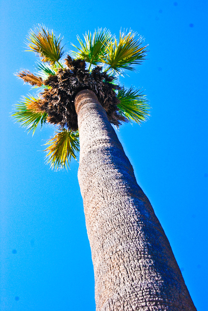A Huge Palm Tree City of Ventura, California This tree w… Flickr