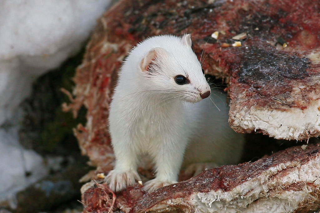 Weasel Minnesota additional photos on www.adamstravelpho… Flickr