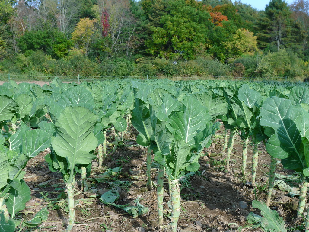 20131005_3226 Collard greens Drumlin Farm, Lincoln, MA. Flickr