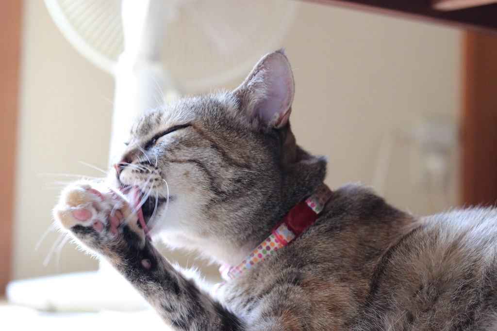 cat licking her paw My paw is sooo yummy! zaimoku_woodpile Flickr