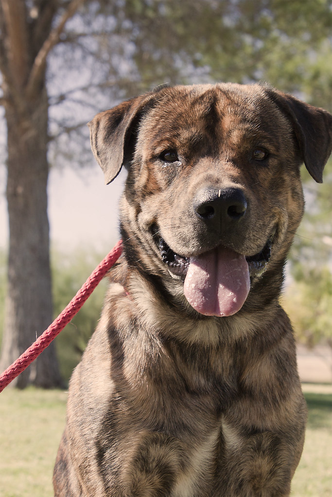 Turbo the Pit Mastiff mix Turbo is a large brindle Mastiff… Flickr