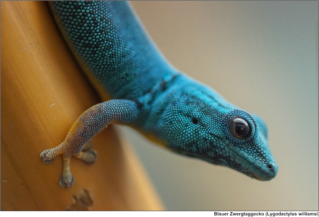 Blauer Zwergtaggecko (Lygodactylus williamsi) Dieser