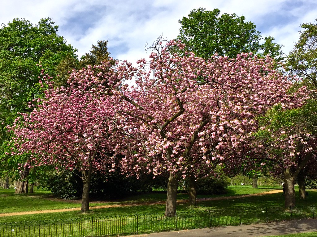 8 Places To See Cherry Blossom In London This Spring GoUni