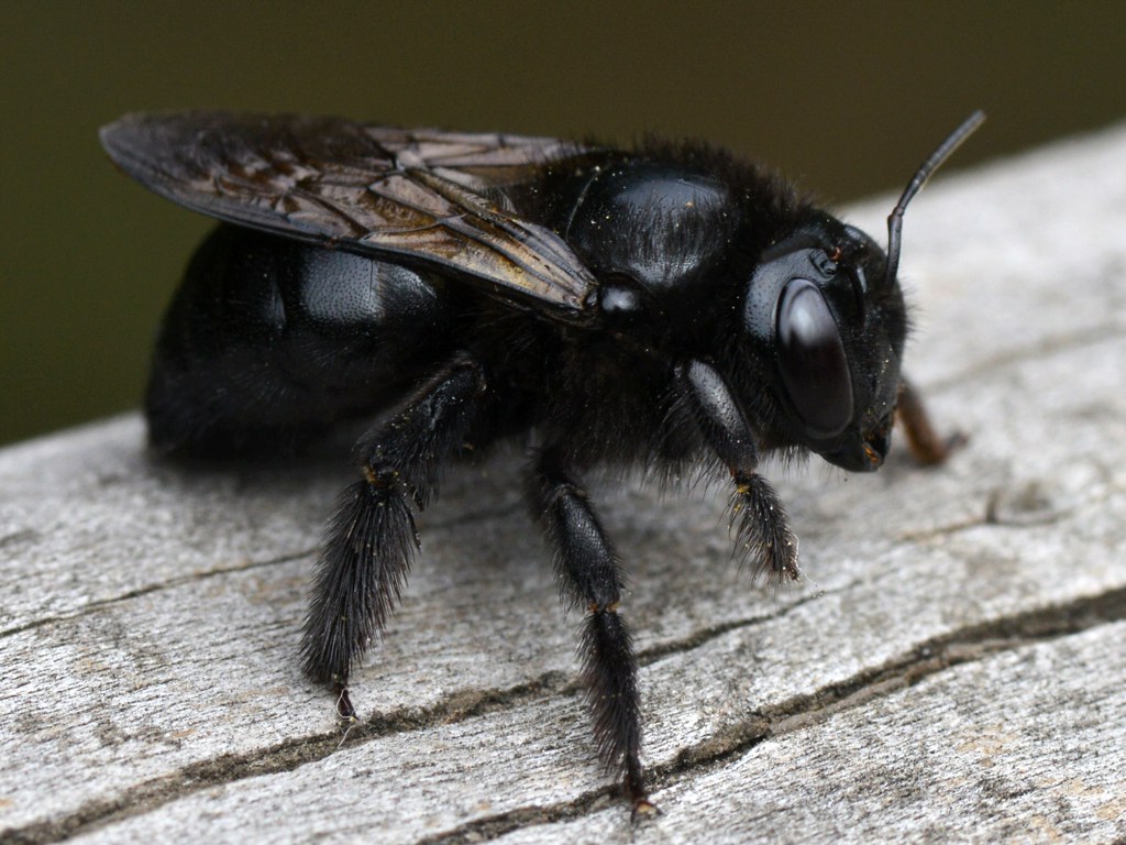 Large black Carpenter Bee (Xylocopa, Anthophoridae, Hymeno… Flickr