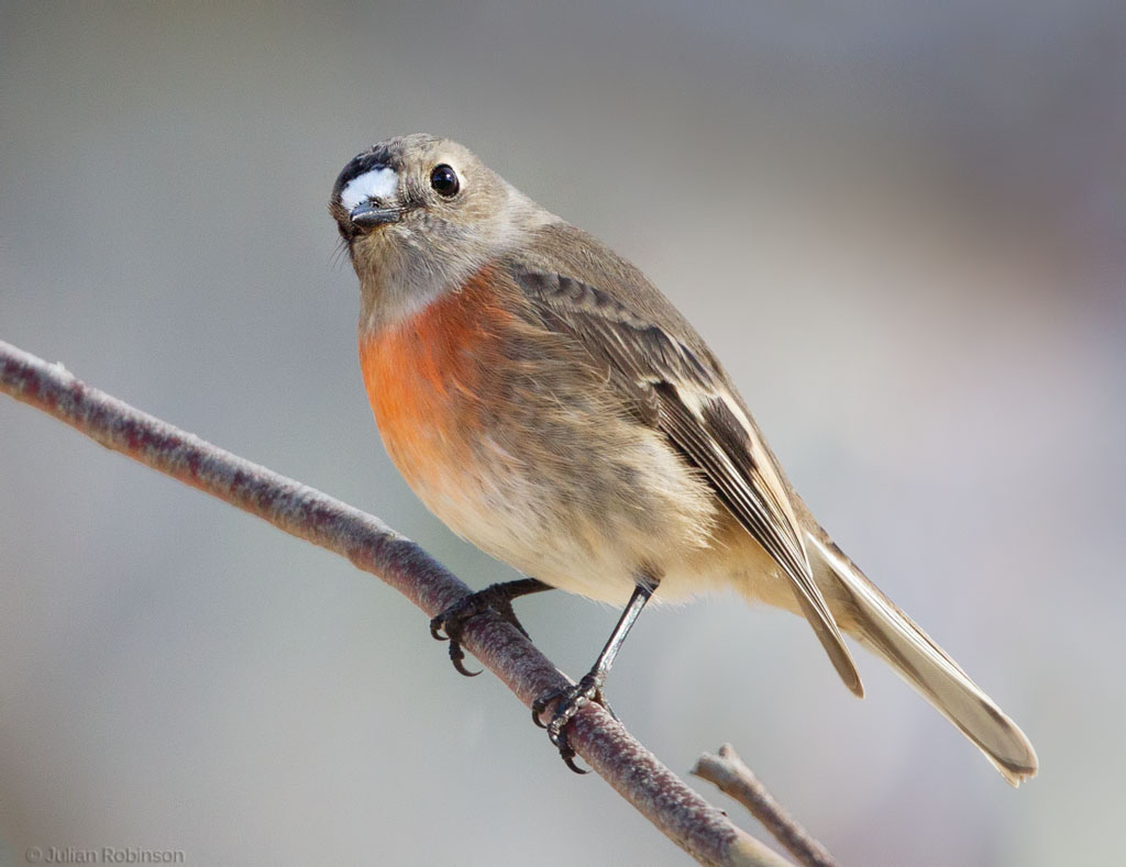 A roundup of red robins 8 female Scarlet Robin Female Sc… Flickr