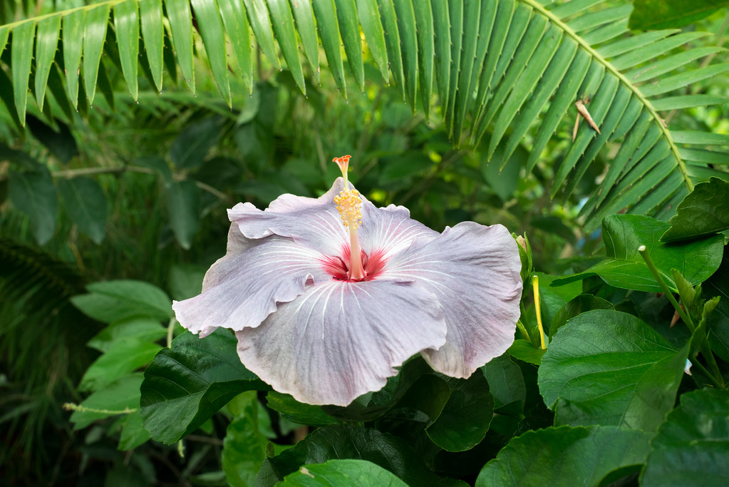 Hibiscus 'Tylene' Enid A. Haupt Garden, Smithsonian Castle… Robert