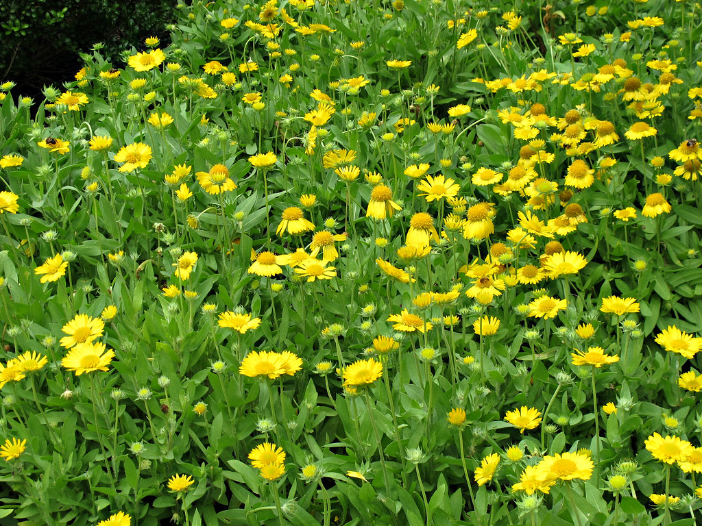 Blanket Flowers, Mesa Yellow, Longwood Gardens IMG_7461 Flickr
