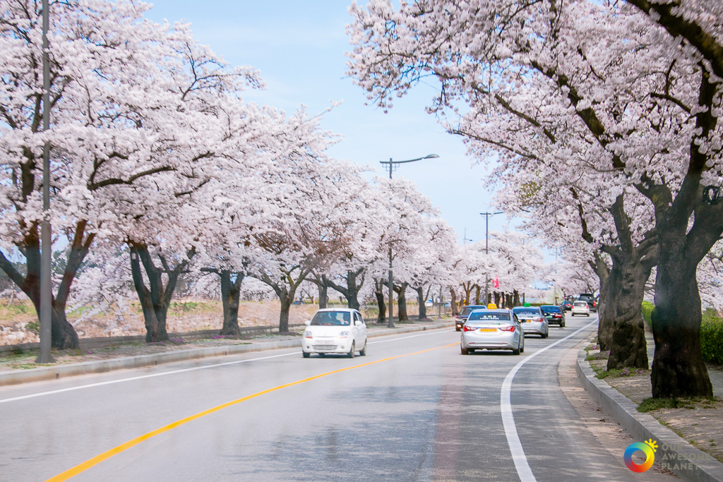 Gangneung Gyeongpo Cherry Blossom Festival by the Lake! • Our Awesome