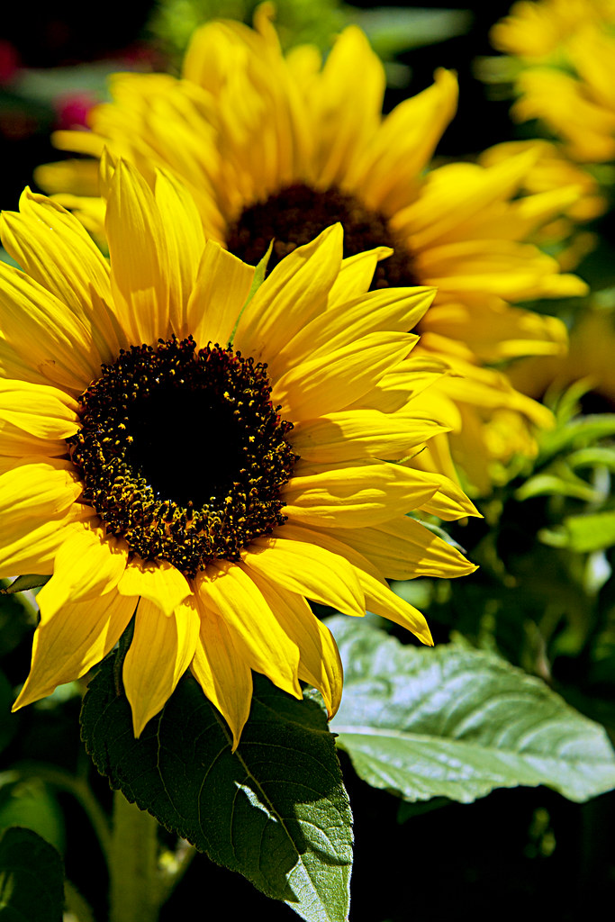 0228850Sunflower12 sunflowers are there moonflowers Flickr