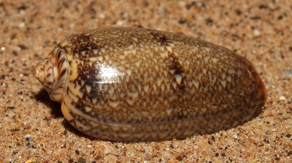 Blood olive snail (Oliva (Viduoliva) reticulata) Size appr… Flickr