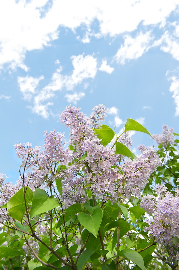 lilacs Fresh New England Flickr