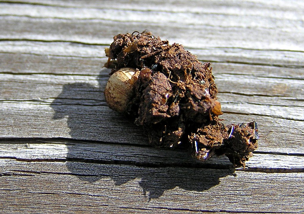 Mystery Poop Scenes from Mud Creek Environmental Learning … Flickr