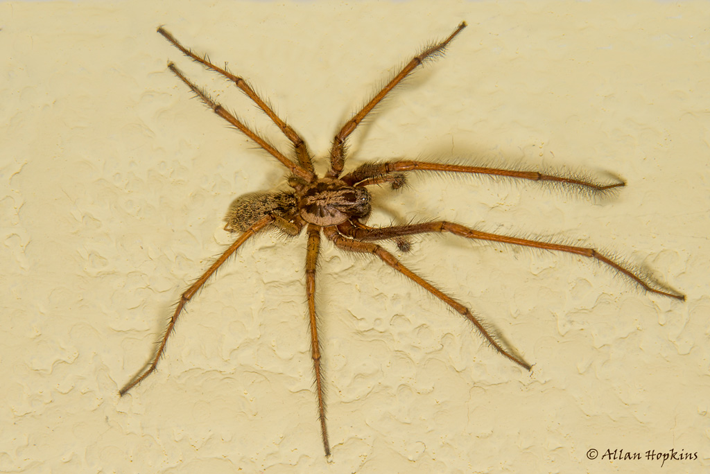 Giant House Spider (Eratigena atrica), male Formerly Tegen… Flickr