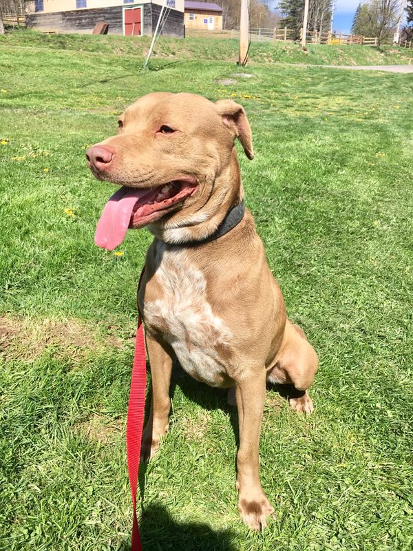 SHELTER SUNDAY Meet Pablo (Shar Pei/pit bull mix) and