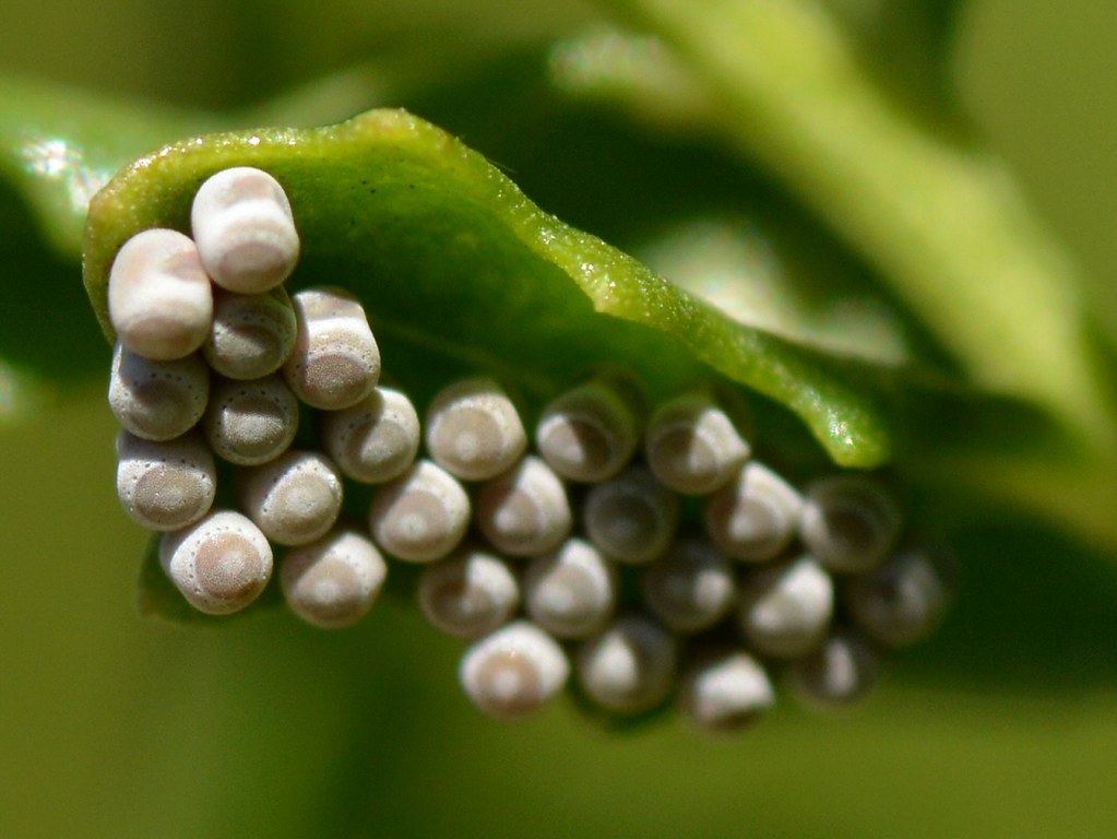 Tiny insect eggs under a leaf of native Coyote Bush (Bacch… Flickr