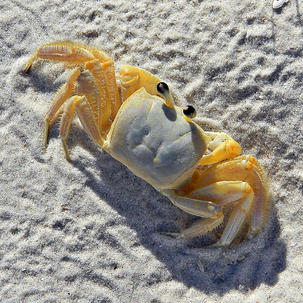 Ghost Crab (Ocypode quadrata) A ghostly crab skittering ac… Flickr