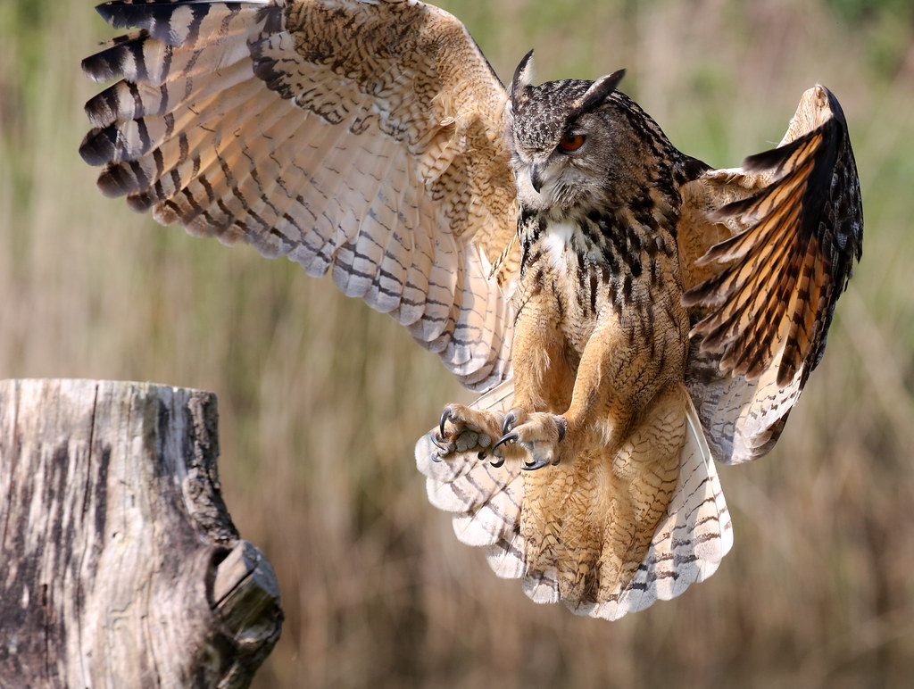 Eurasian eagle owl landing on tree trunk John van Beers Flickr