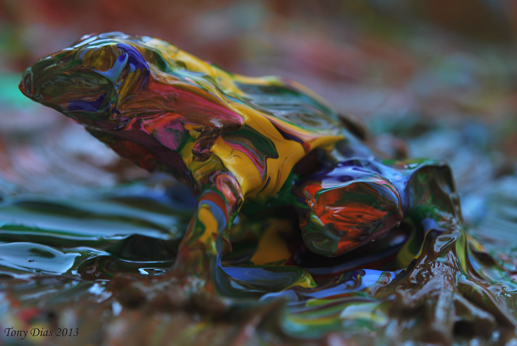 Rainbow frog Found a new species of frogs inside the Magic… Flickr