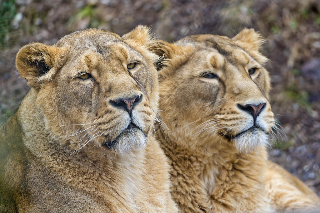Two lionesses I like this picture of the mother Joy and da… Flickr