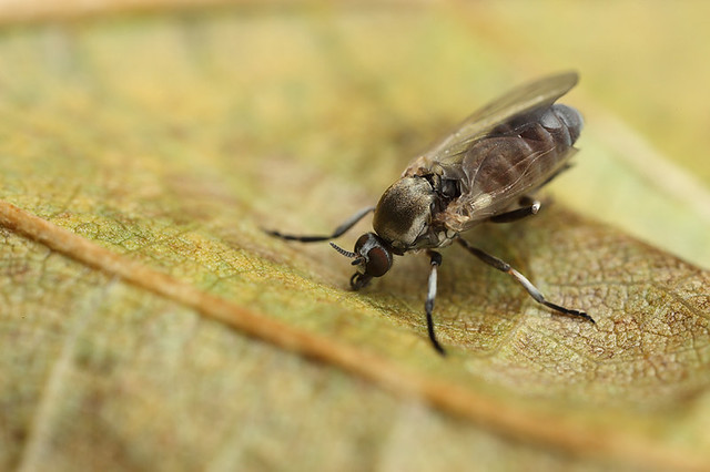Black biting fly Simuliidae 1 Flickr Photo Sharing!
