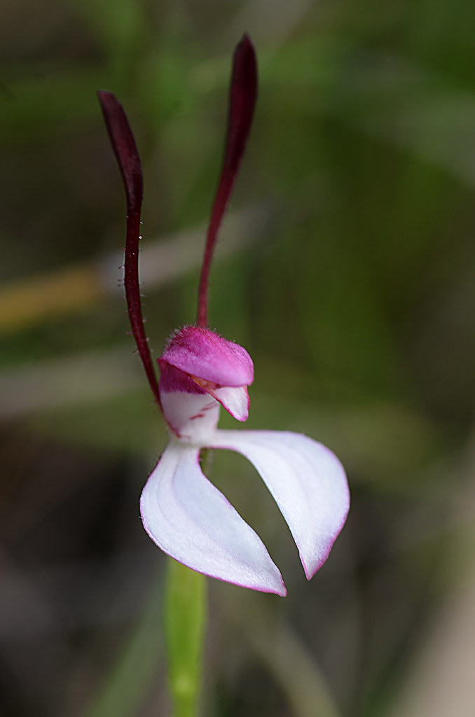 Rabbit Orchid 2 Belair National Park. Two Rabbit orchids o… Flickr