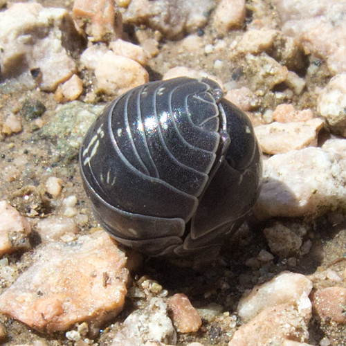 Мокрицаброненосец обыкновенная / Armadillidium vulgare / … Flickr