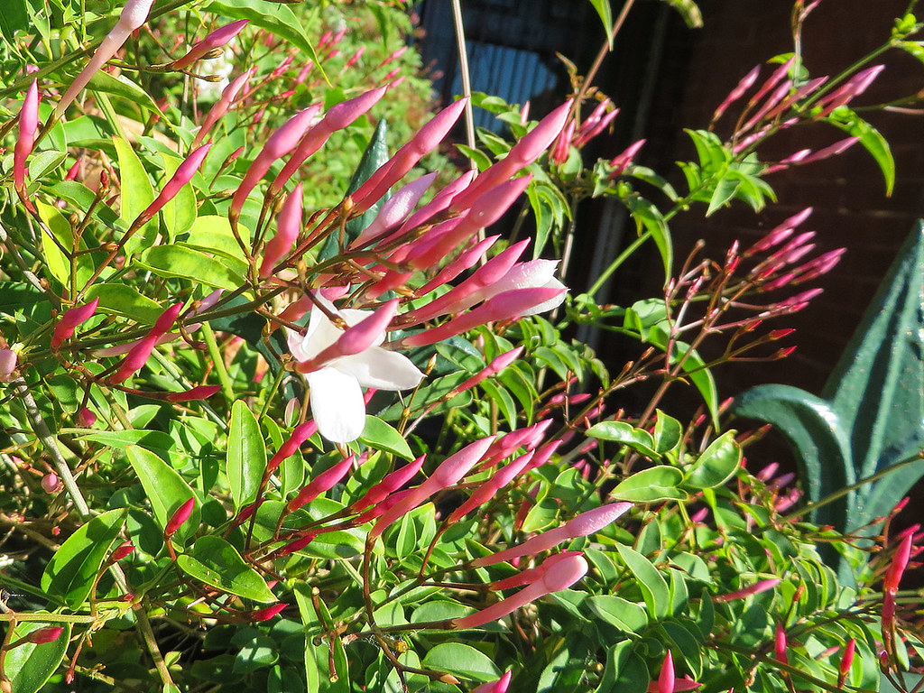 Smells like spring First jasmine flower Newtown grafitti Flickr