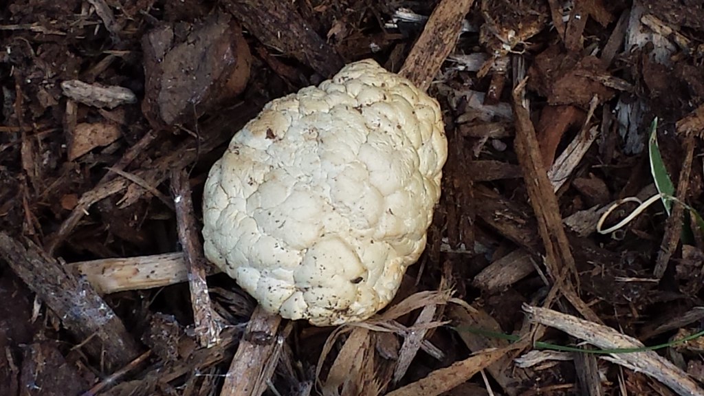 This Mushroom Looks Like A Brain unless.. it is a brai… Flickr