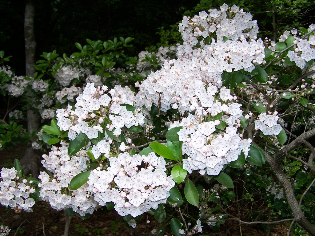 Mountain Laurel Wild Mountain Laurel growing in my yard Flowers