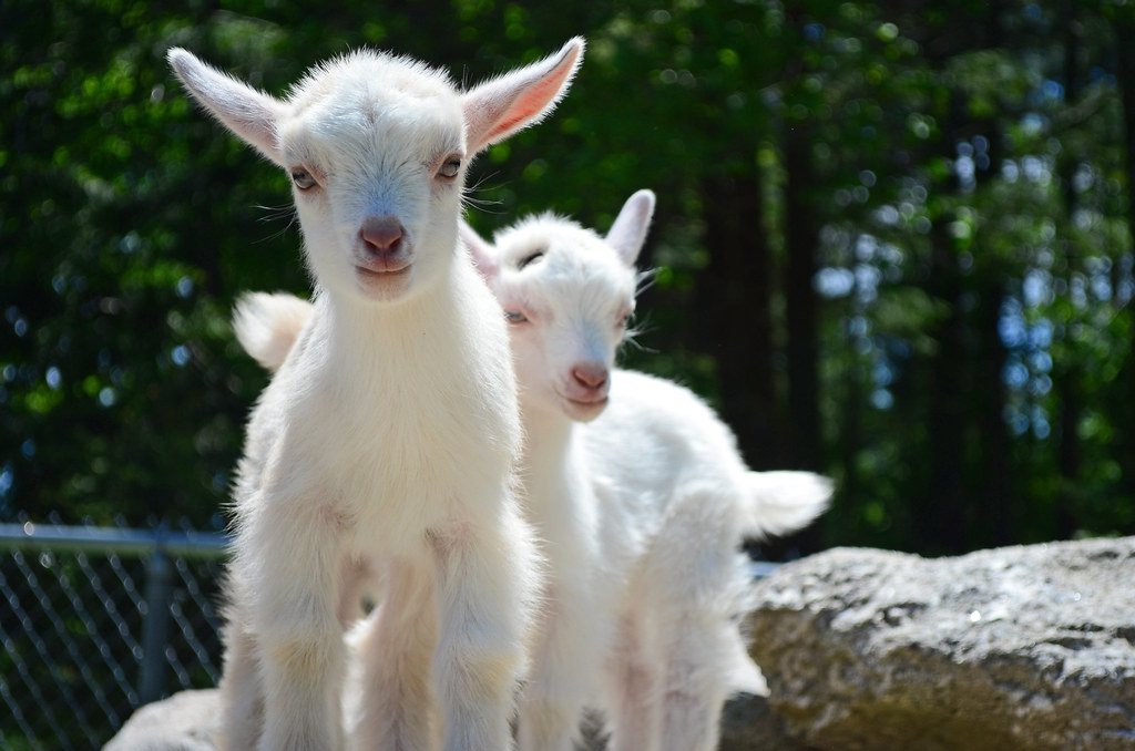 Pure white Baby goats at Charmingfare Farm in Candia, NH. Brian K