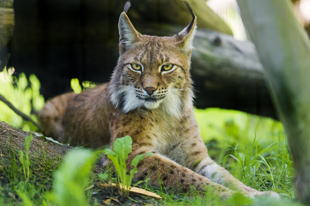 Siberian lynx on the grass A pretty male Siberian lynx pos… Flickr
