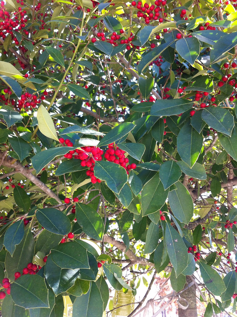 Savannah Holly Savannah Holly Ilex opaca x attenuata Aquif… Flickr