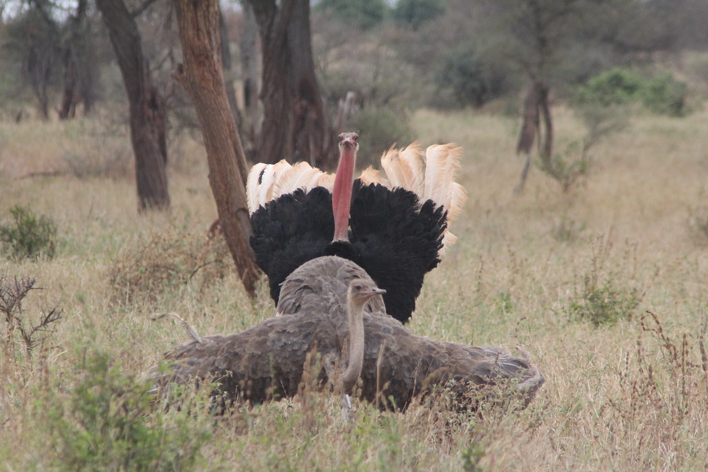 Big Bird Unusual Nesting in the Ostrich Sextraordinary!