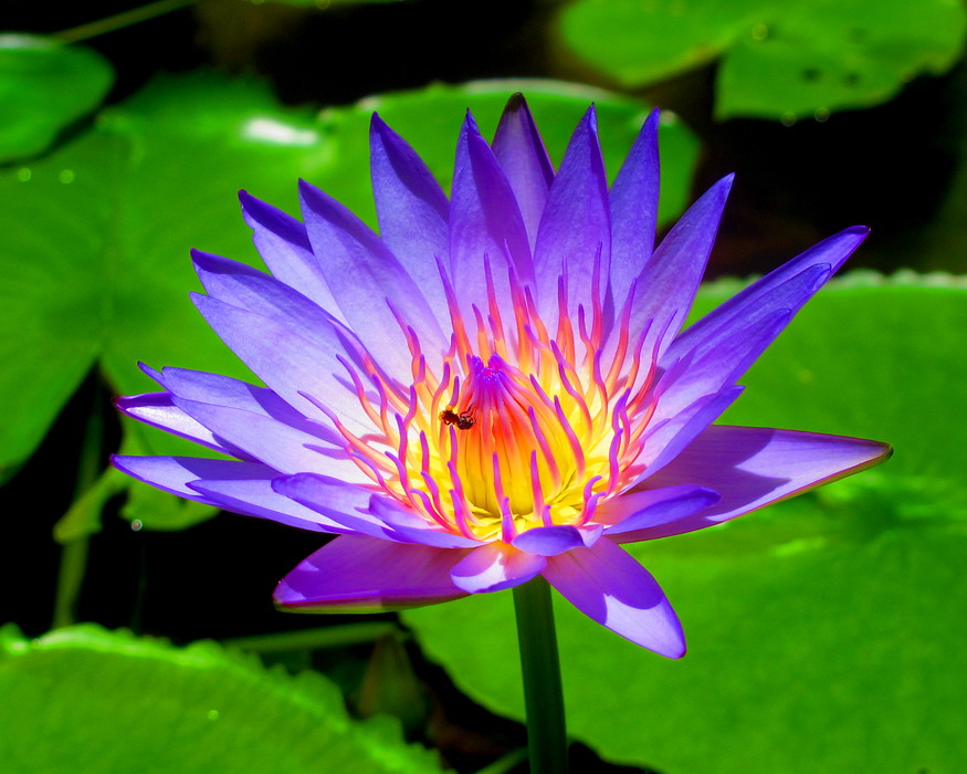 Blue Water Lily (IMG_1917b) Blue water lily with a visitor… Flickr