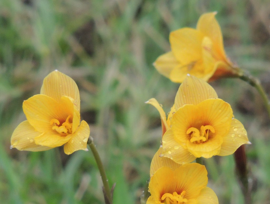 Rain Lilies Texas Copper Lily Rain Lily, Rainlily, Stagg… Flickr