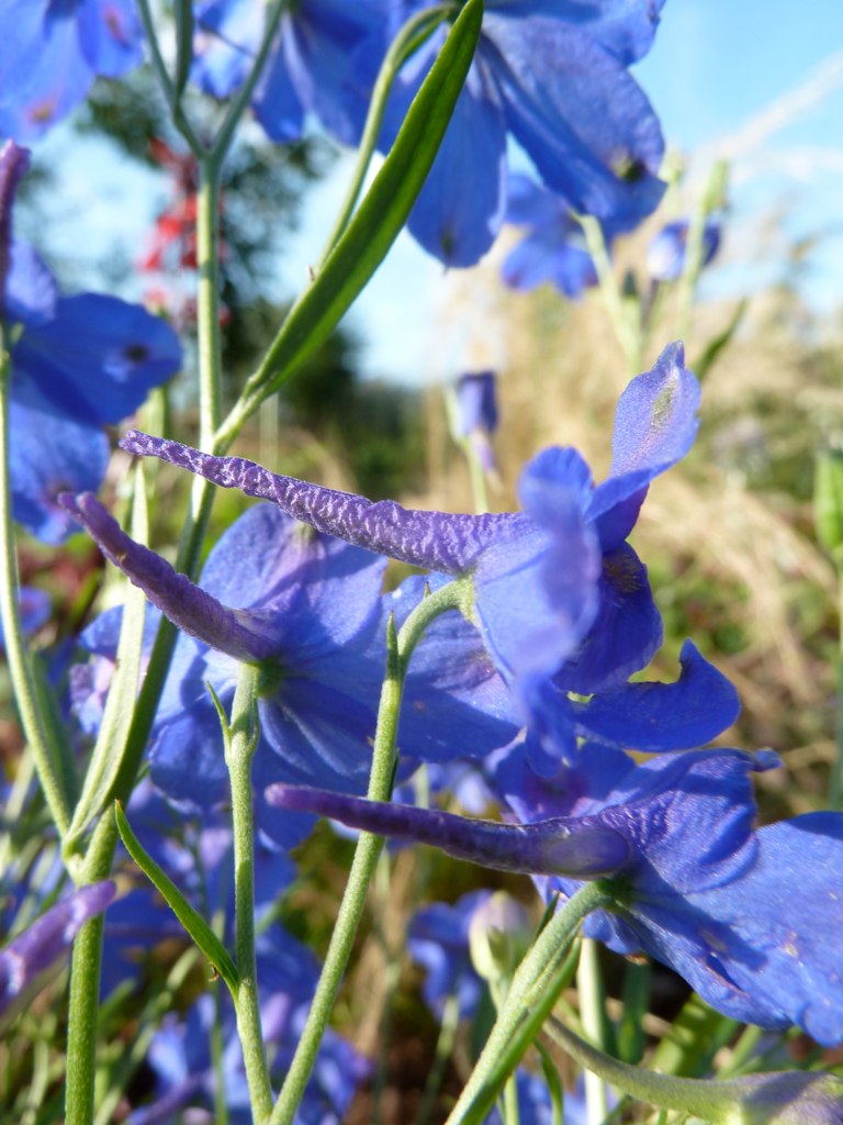 Delphinium grandiflorum 'Blue Butterfly' Marco de Boer Flickr