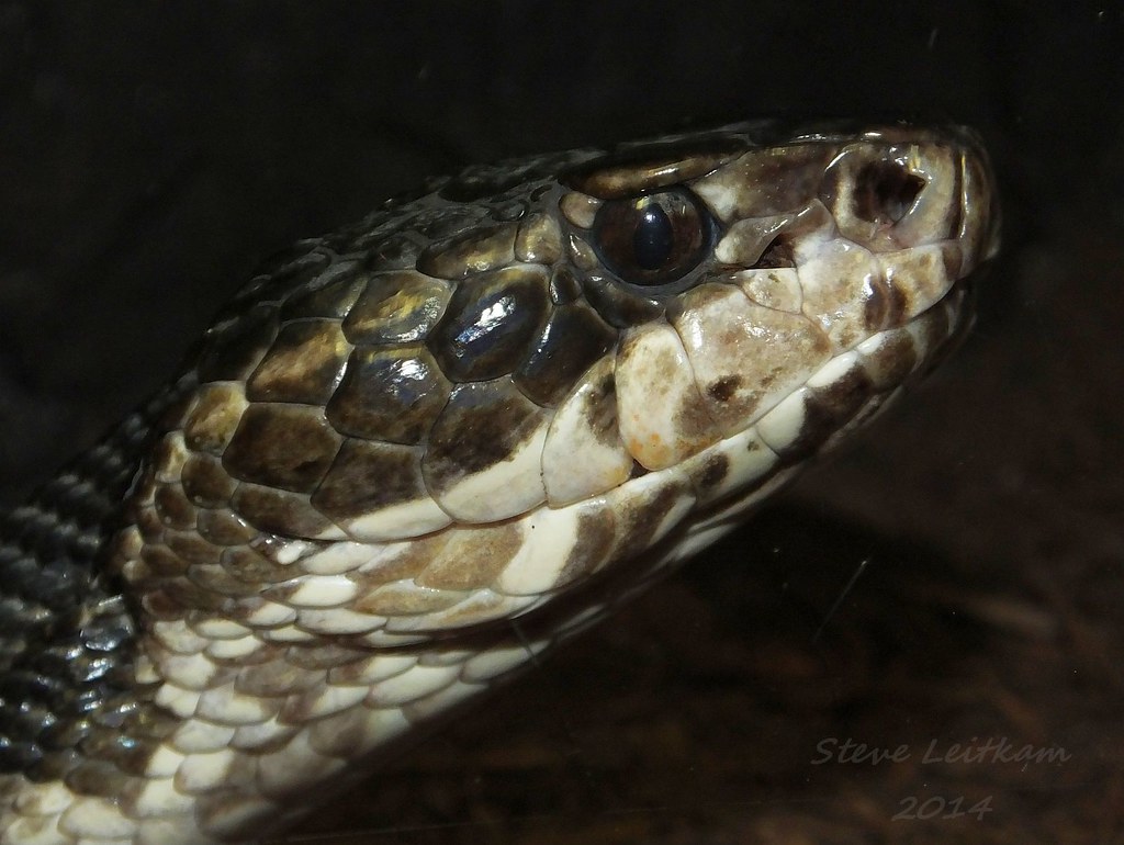 Cottonmouth / water moccasin_2014.02.04 (1 of 2) Cottonmou… Flickr