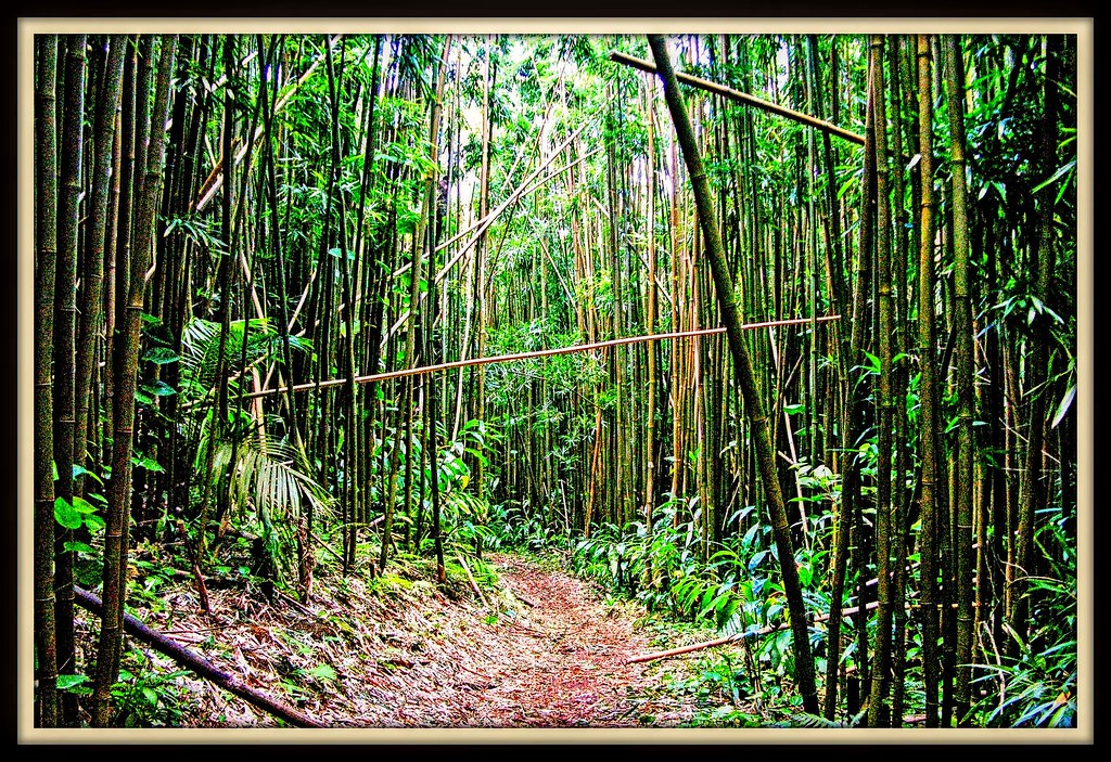 The Bamboo Trail on Oahu. Into the Bamboo Forest Flickr