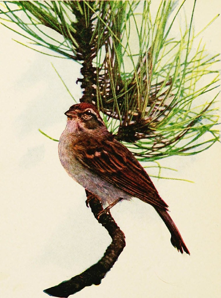 [PDF] Our Bird Comrades Book Catalog Foxandcircus