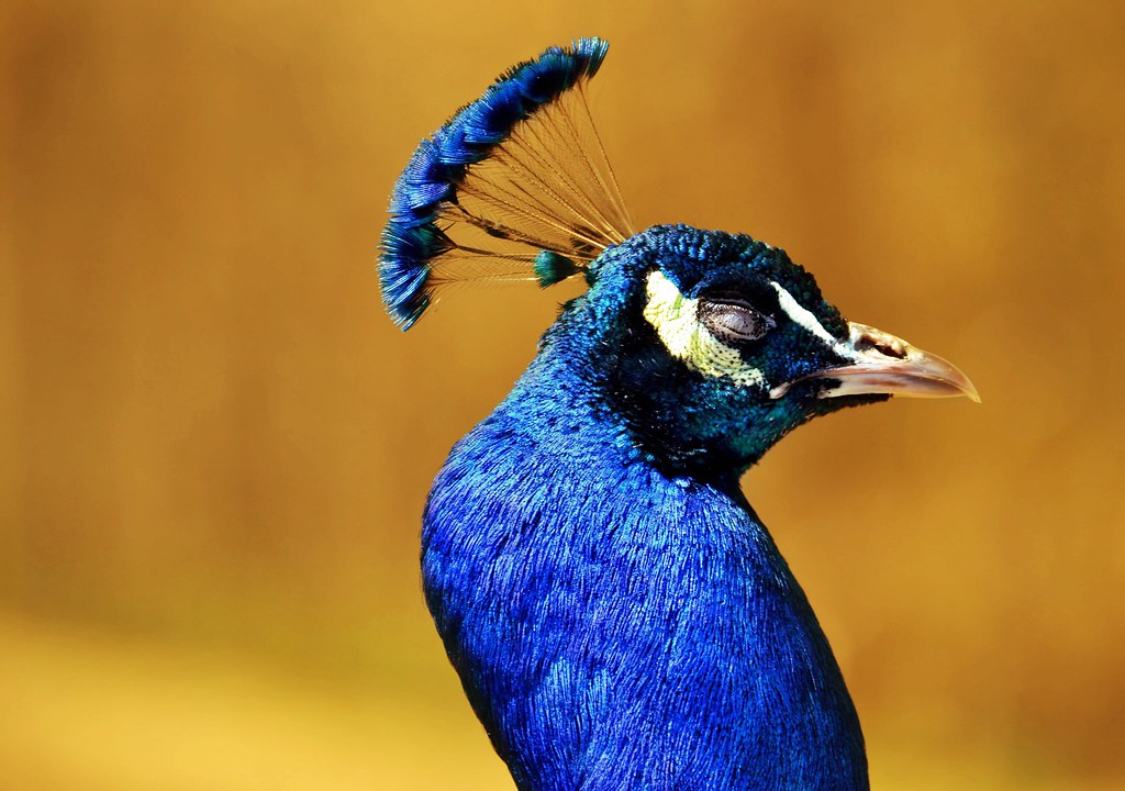 Sleeping Peacock Detroit, Michigan. tweetybird42766 Flickr