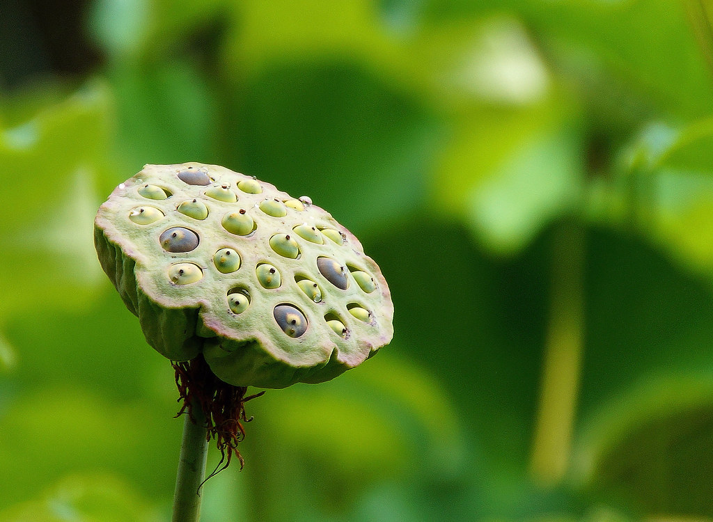 Lotus Seed Pod This plant is an aquatic perennial and