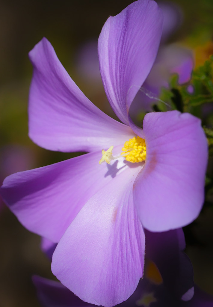 Blue Hibiscus UC Santa Cruz Arboretum Doug Jones Flickr