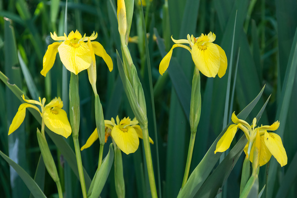 Wild yellow iris Shooting wildflowers from a kayak is WAY … Flickr