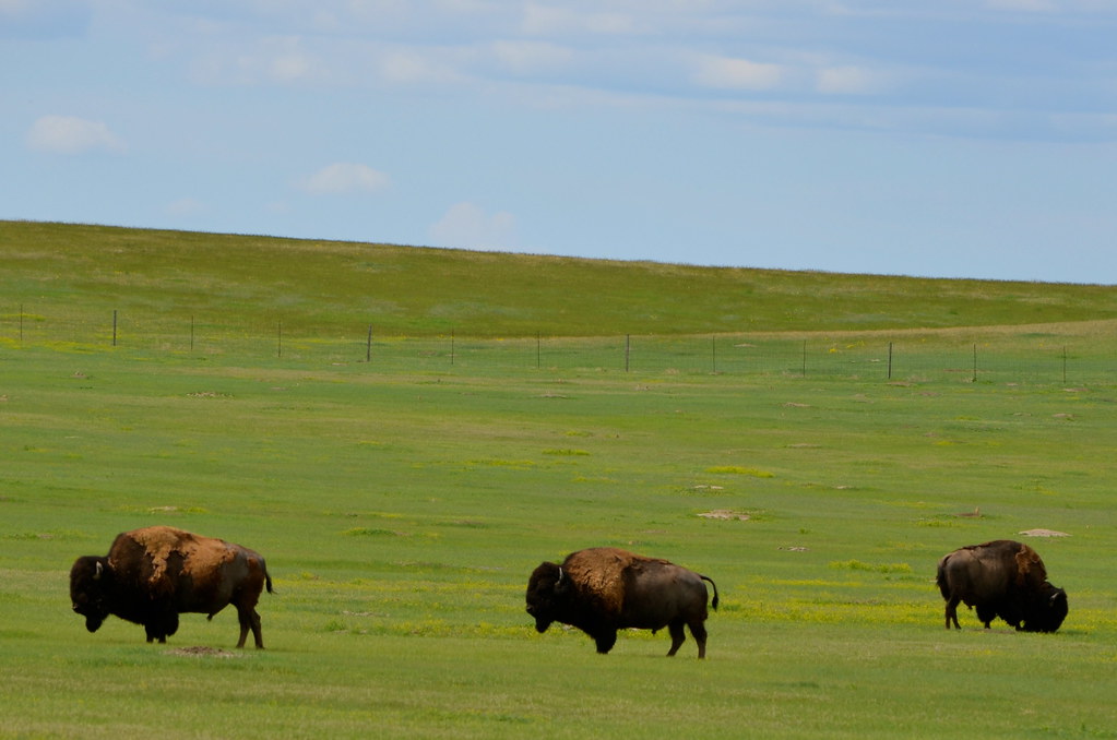 American Bison Badlands National Park, South Dakota The Am… Flickr