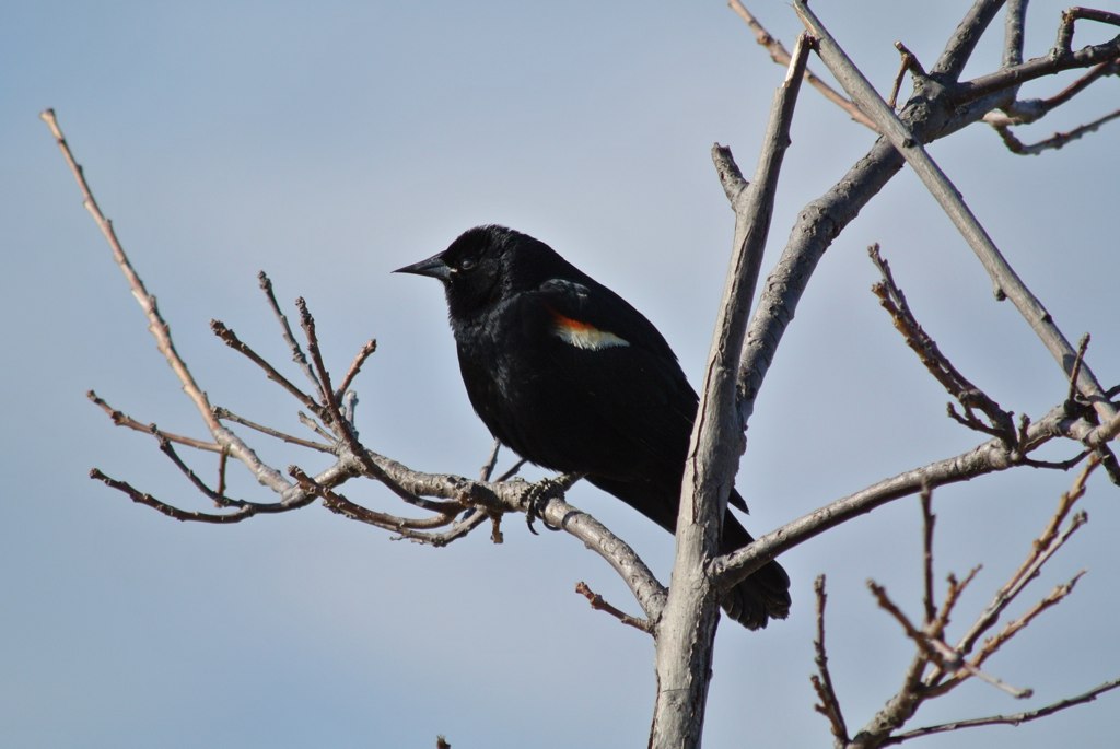 Birds of Ontario The Blackbird Visual Eloquence Flickr