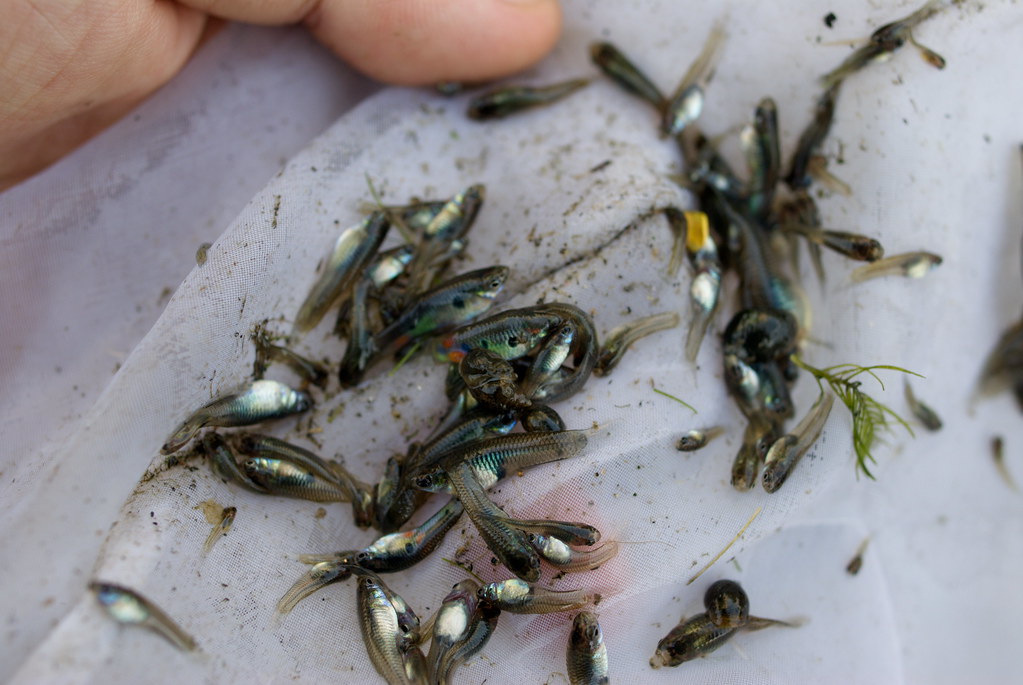 鱂科 Gambusia affinis 食蚊魚 大肚魚 Poecilia reticulata 孔雀魚 野生孔雀魚 … Flickr