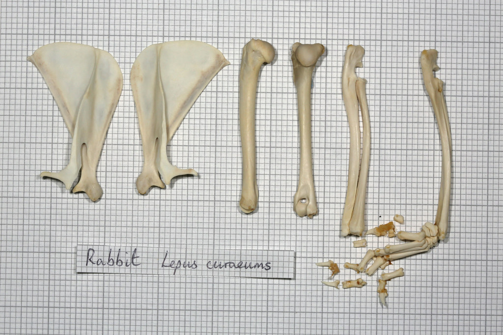 RabbitForelimb John Rochester Flickr