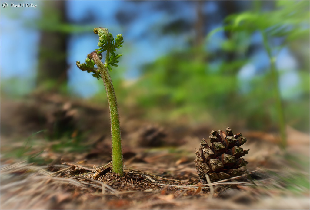 What the ant saw... What does an ant see? He sees pine con… Flickr