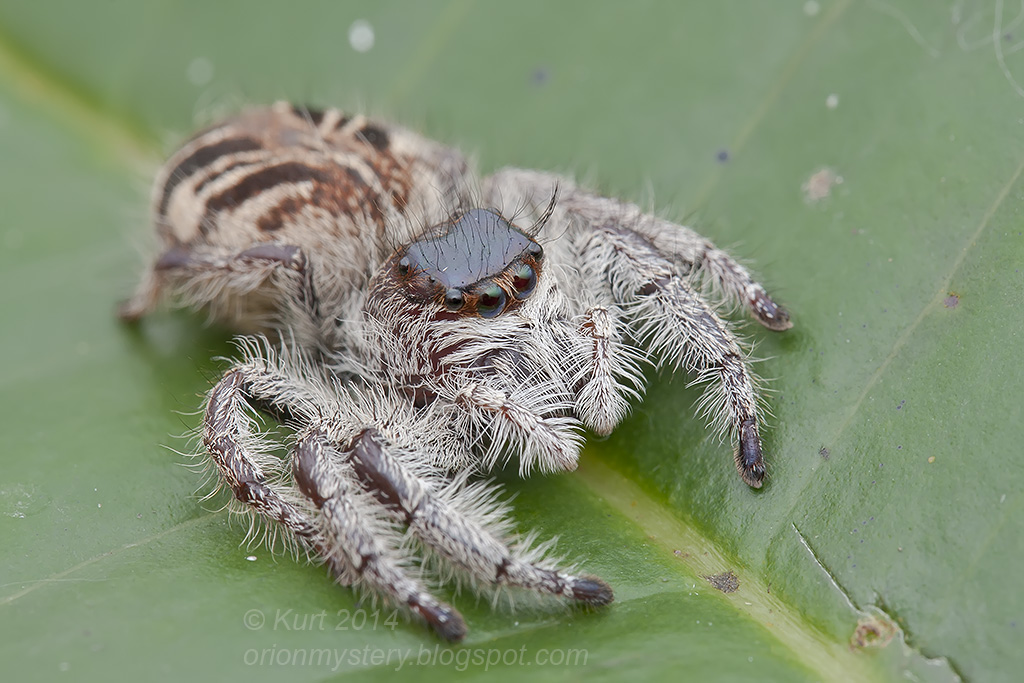 Hyllus giganteus IMG_2036 copy Big, fluffy Jumping Spider … Flickr